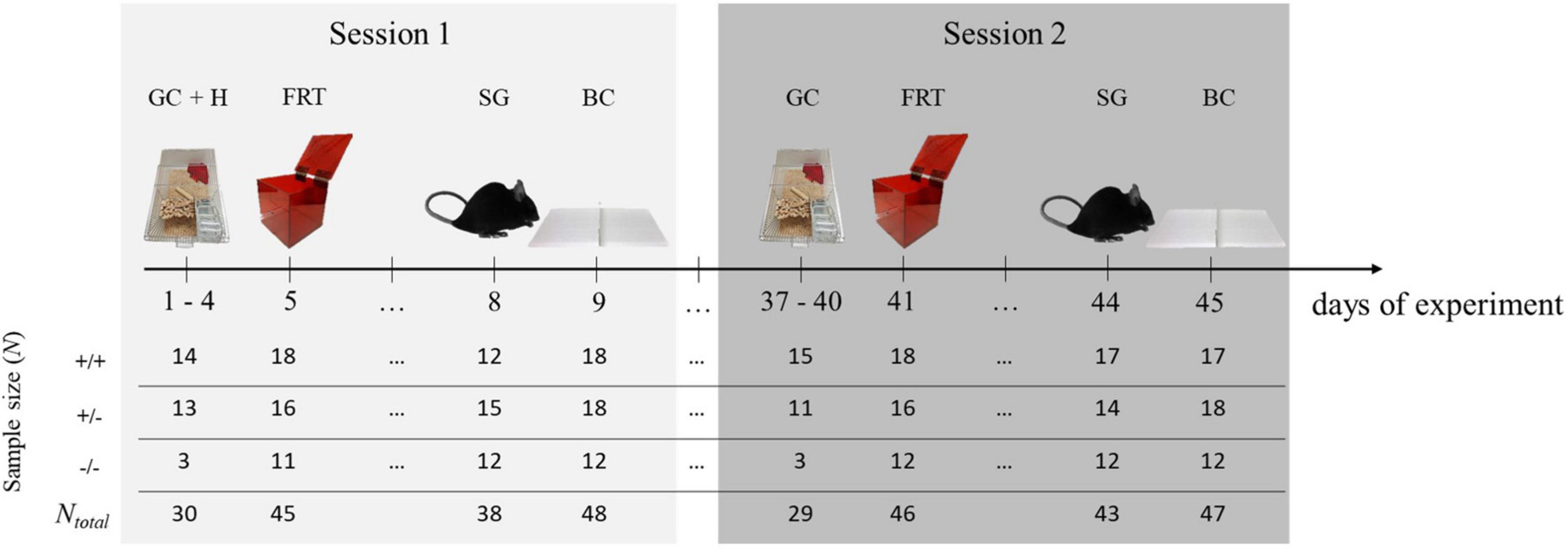 Behavioral lateralization of mice varying in serotonin transporter genotype